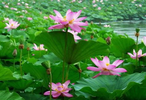 家裡可以種蓮花嗎|家裡養蓮花有什麼寓意，不聚財且陰氣較重 (不適宜家。